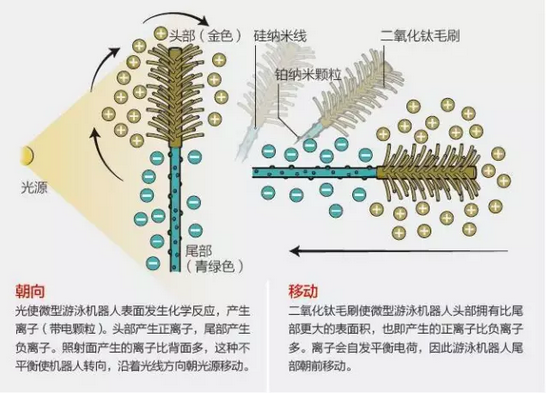 沿血管游动的微型机器人，可在光的控制下精准行进